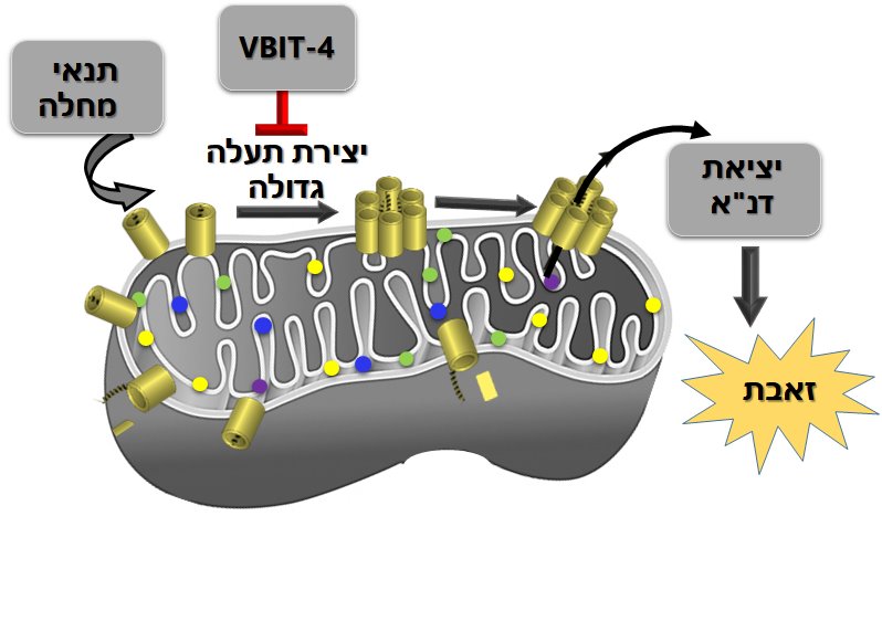 באיור הצגה סכמטית של המנגנון 
