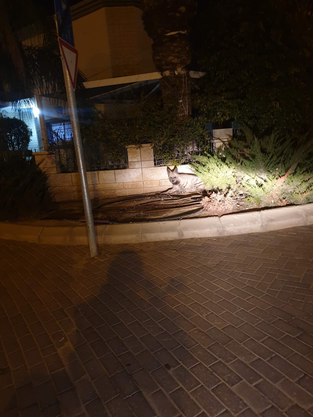 צילום שחף זיתון