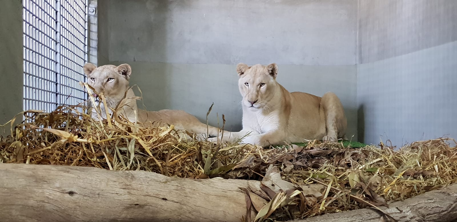 צילום: שי מישייב