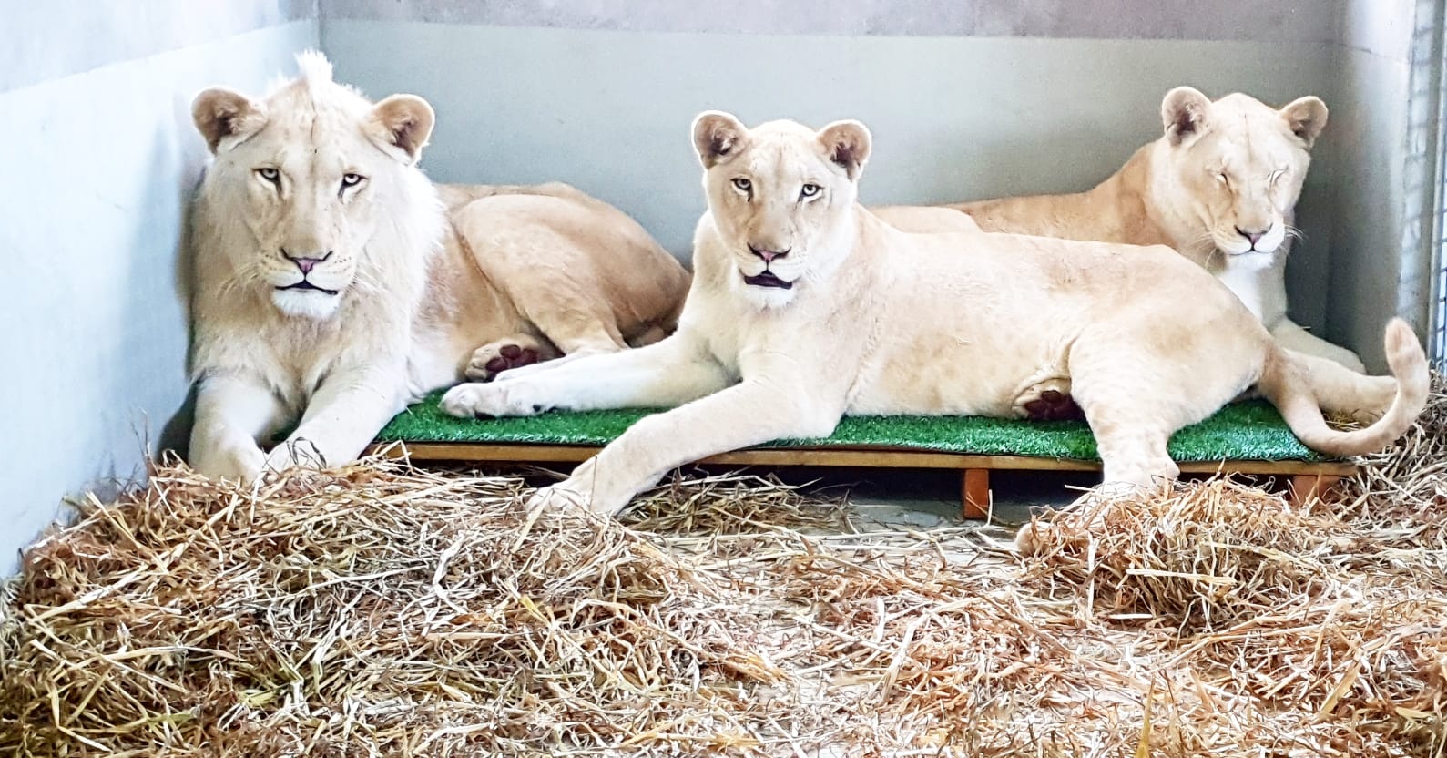 צילום: שי מישייב