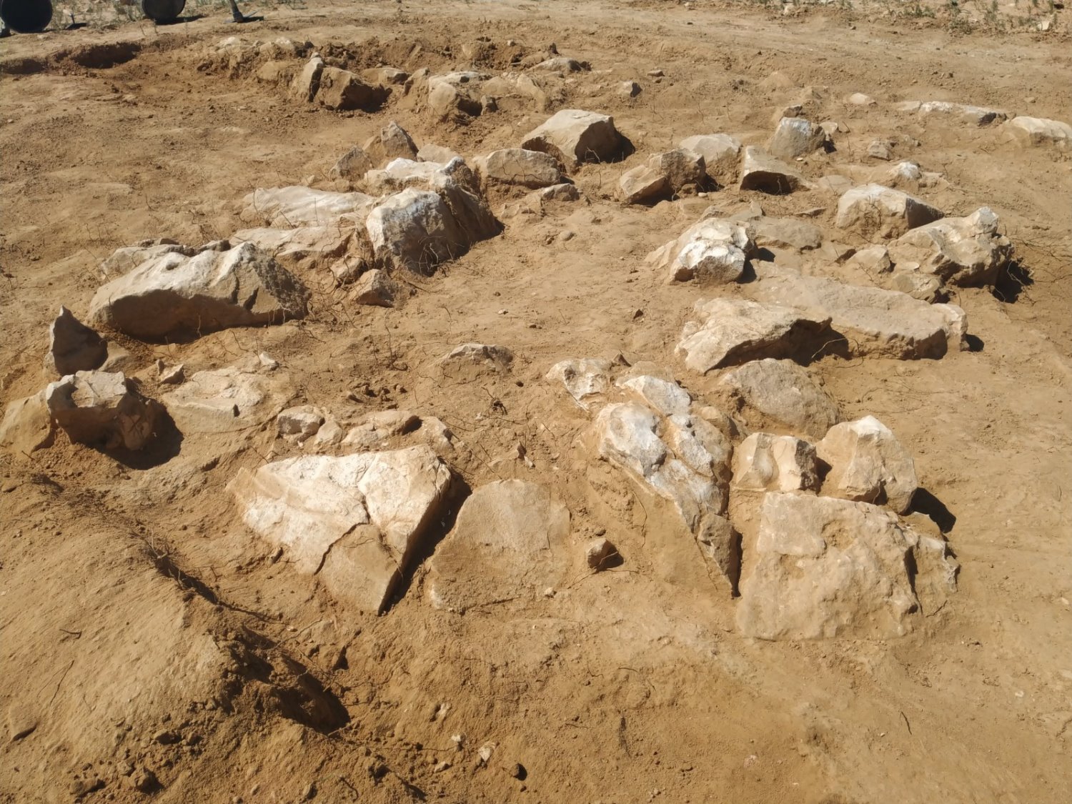 צילום: חזי נקש