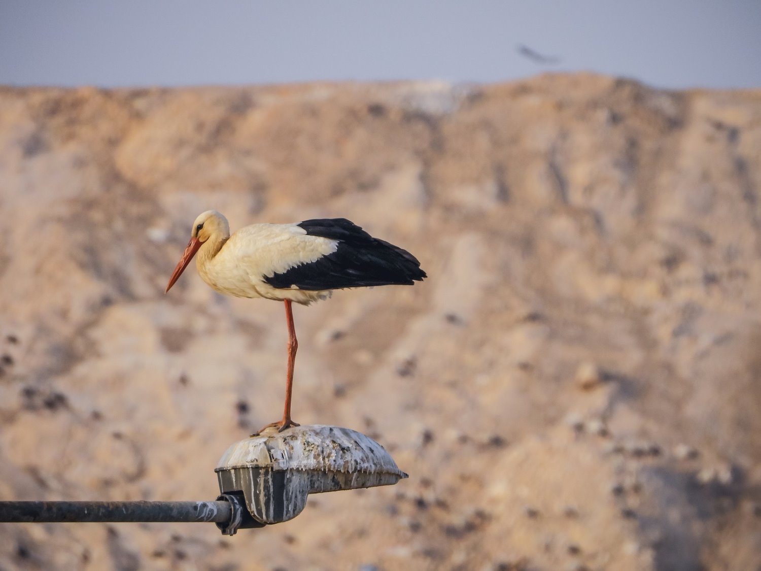 צילום רומן קריס