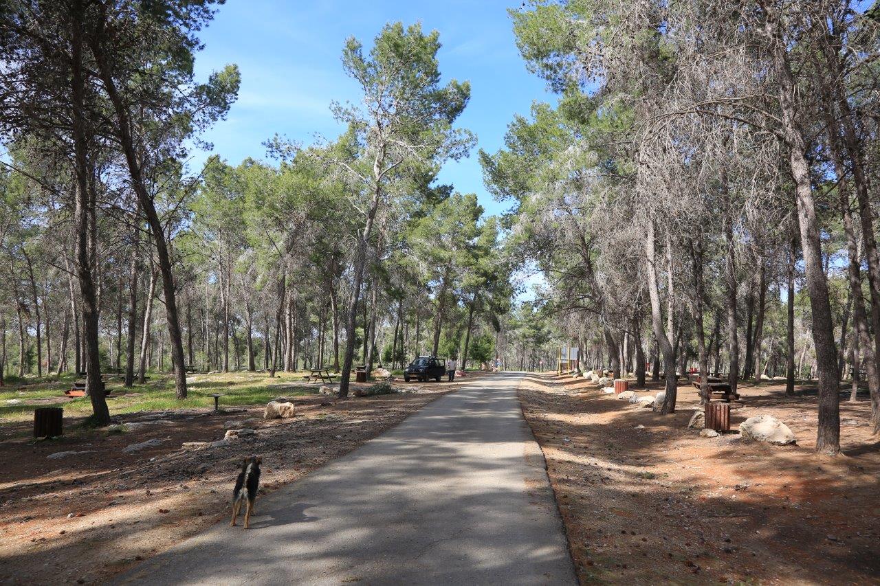 יער המלאכים - צילום אדי ישראל