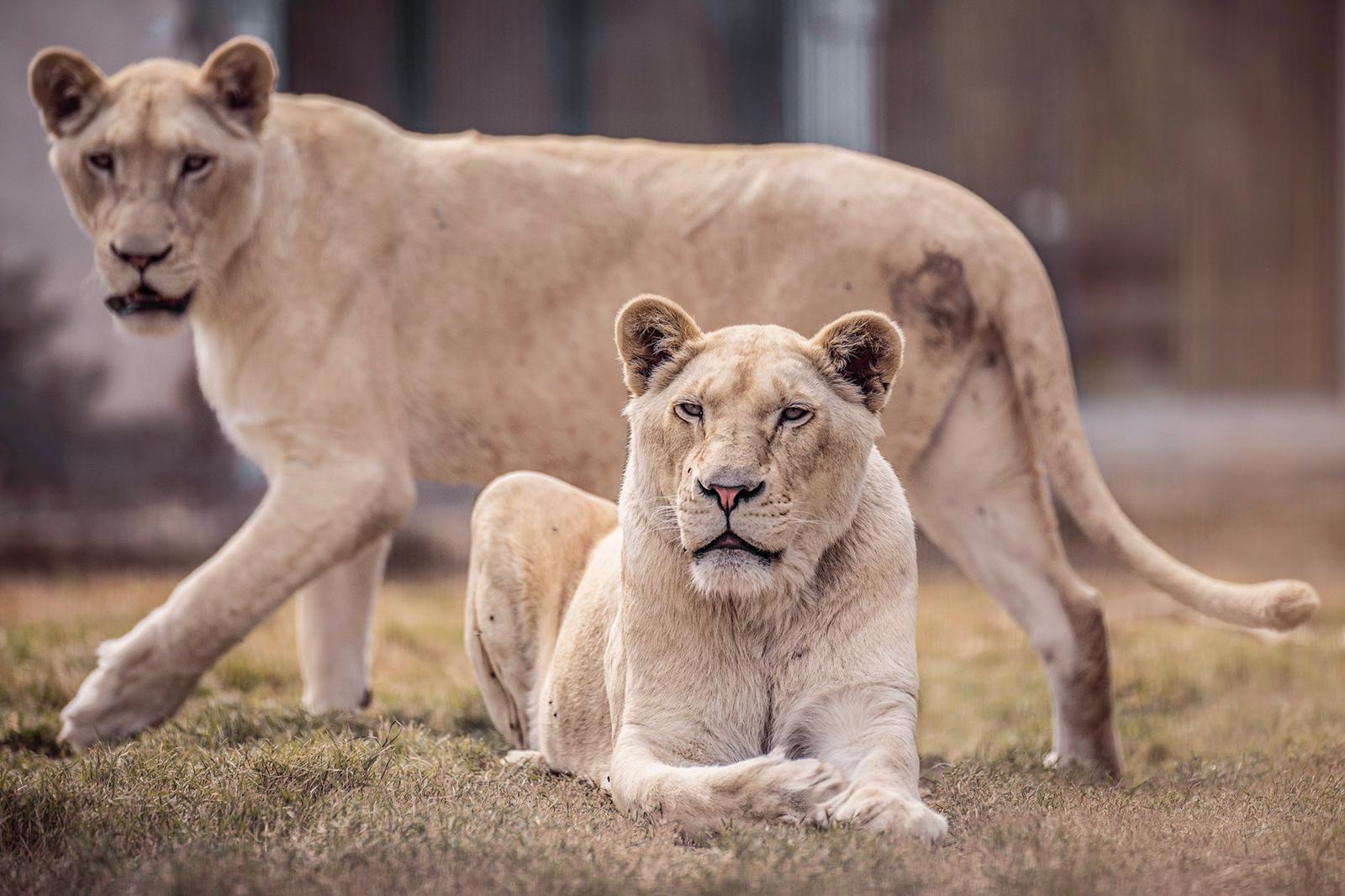 האריות הלבנים- מתוך עמוד הפייסבוק נגב zoo