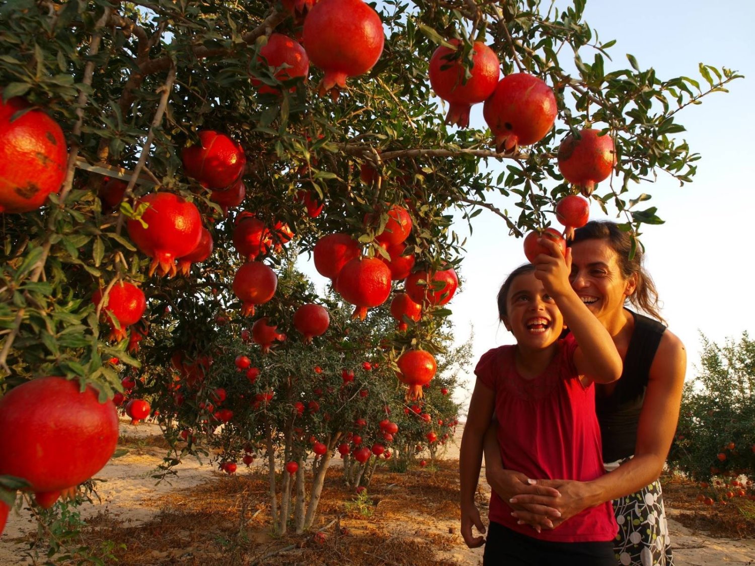 צילום טל גליק