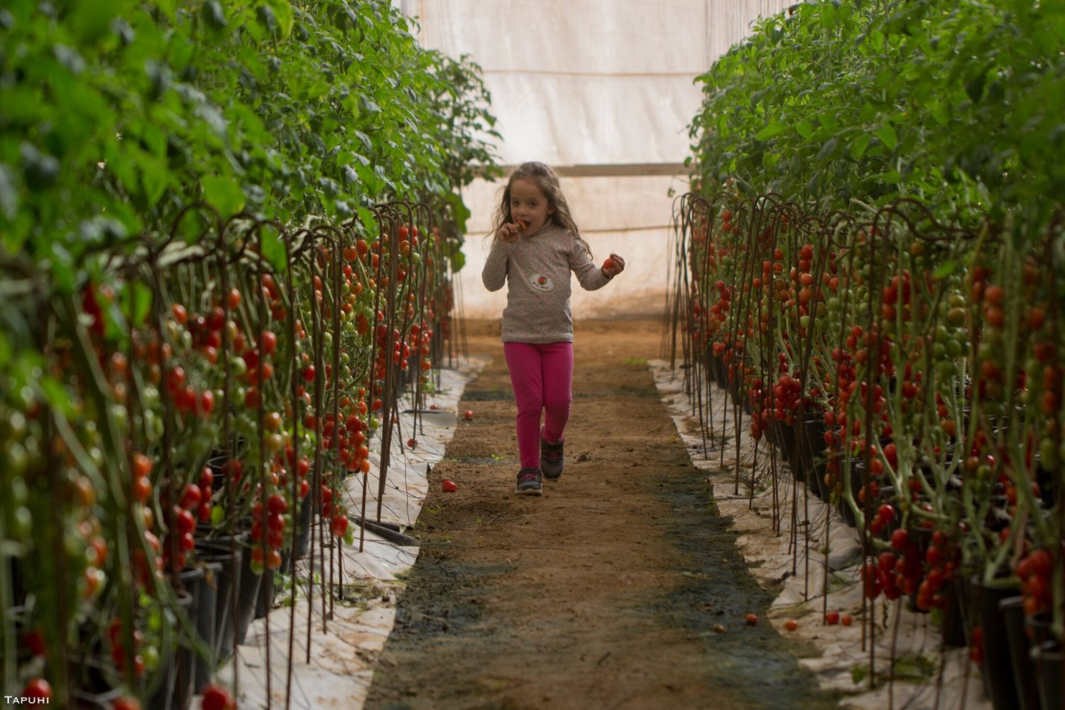 צילום דוד תפוחי