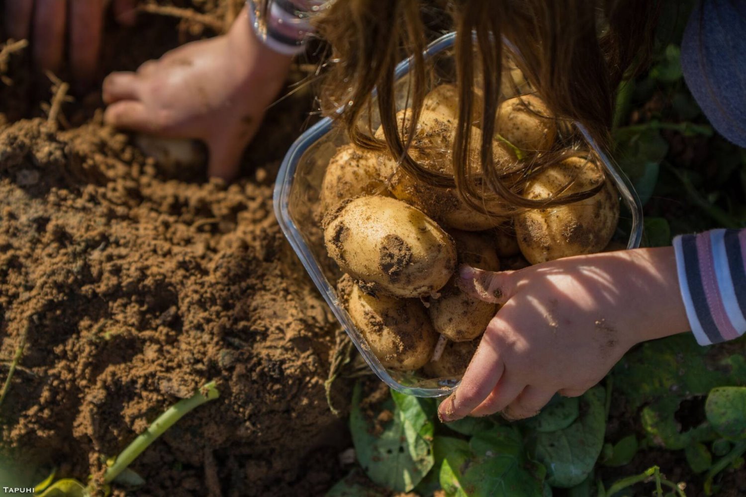 צילום דוד תפוחי
