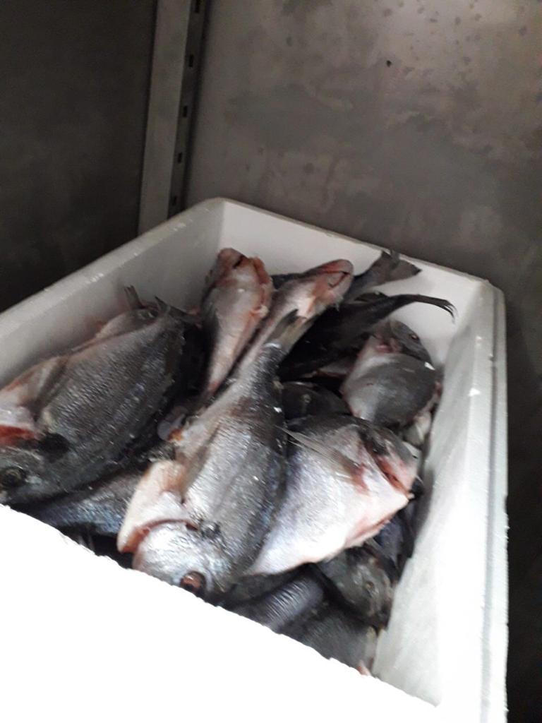 השמדת דגים בבאר שבע באדיבות דוברות משרד הבריאות 