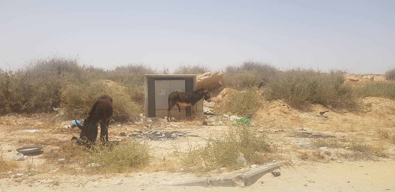 חמורים נטושים מרוססים בצלבי קרס צילום: אופיר רוזנפלד 