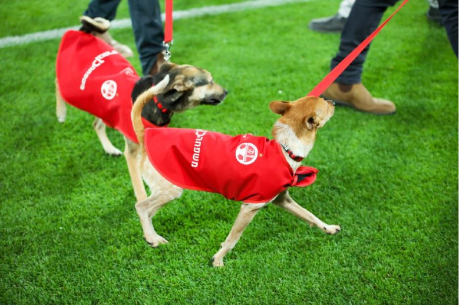 הכלבלבים של עמותת באר שבע אוהבת חיות התארחו על כר הדשא בפתיחת המשחק. צילום: זאב דיקמן