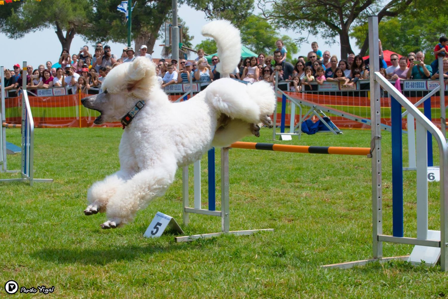 צילום יגאל פרדו