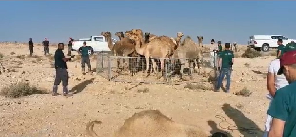 גמלים משוטטים בנגב | צילום: באדיבות המשטרה