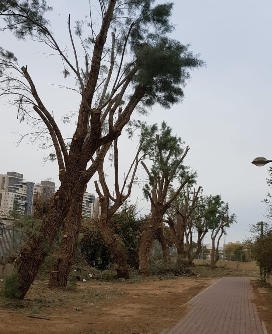 שדרות אשלים לפני המהפך צילום: יחצ ענת מרומי