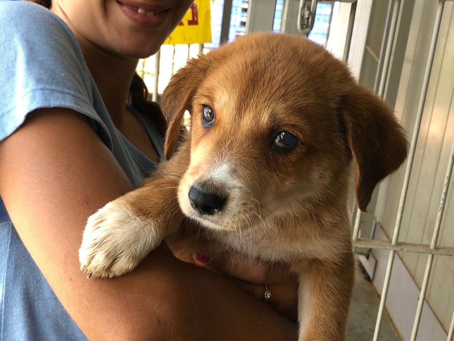 מצילים כלבים ומסייעים לקהילה