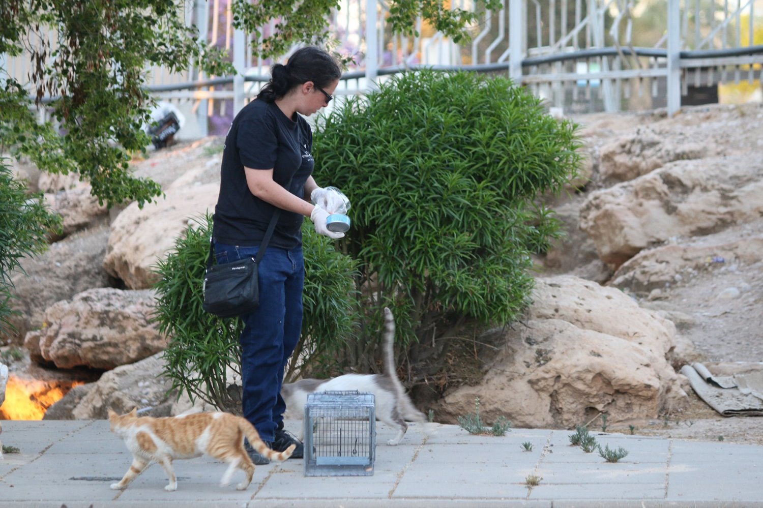 צילום: באדיבות קרולין פרנק
