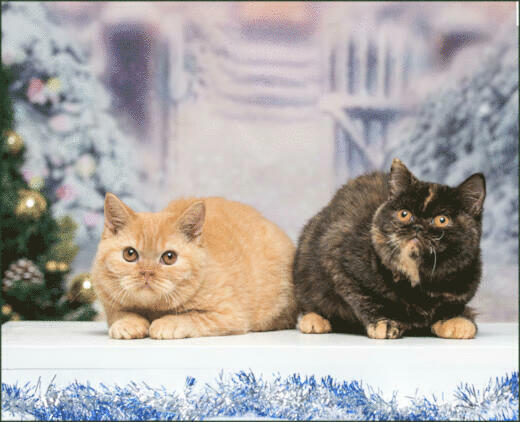 תערוכת חתולים. קרדיט: Oleg Lenco