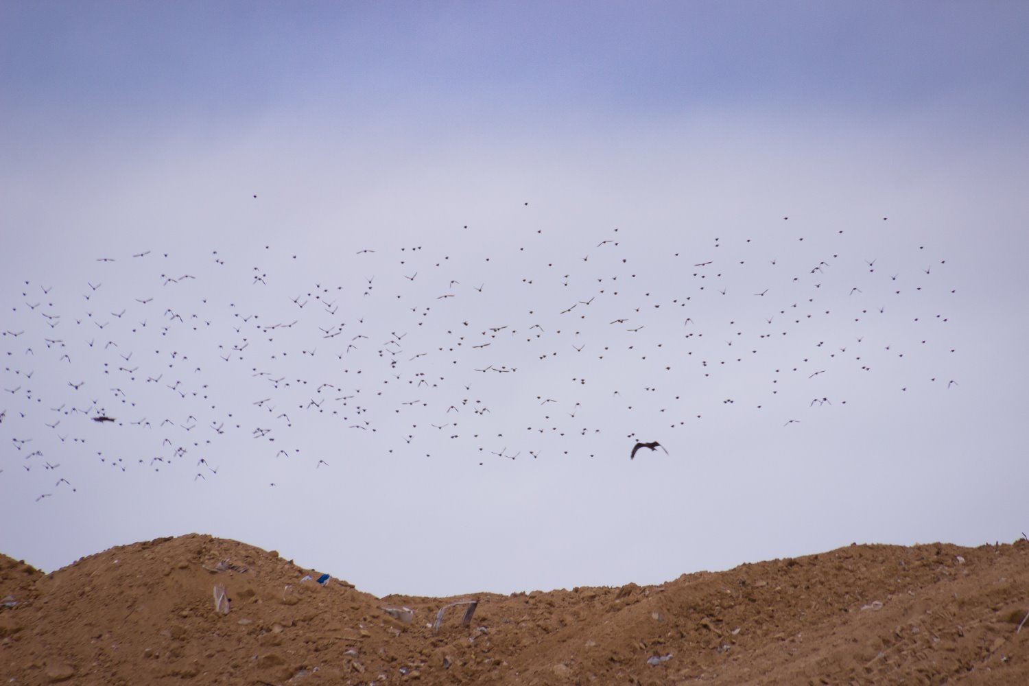 צילום: אברון מוס 