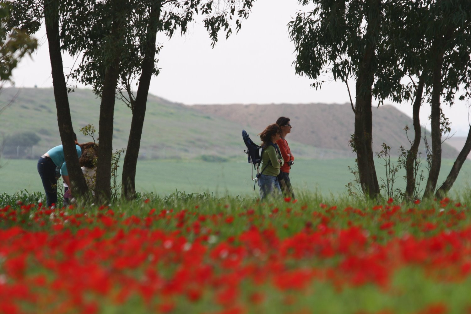 יער בארי. קרדיט: לימור אדרי קק"ל