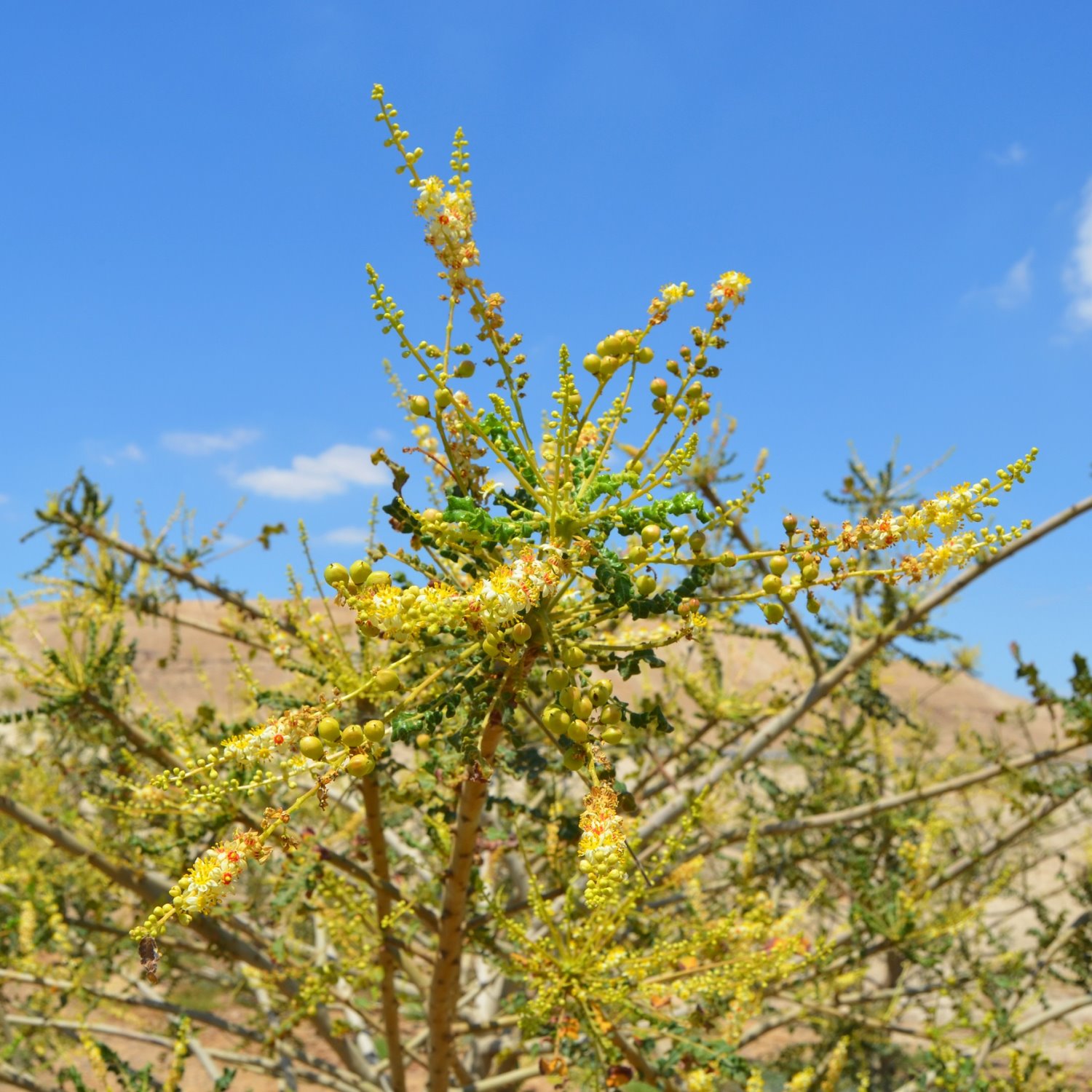 עץ לבונה, חוות האפרסמון בקיבוץ אלמוג, 2017. צילום: ליליה צ'אק