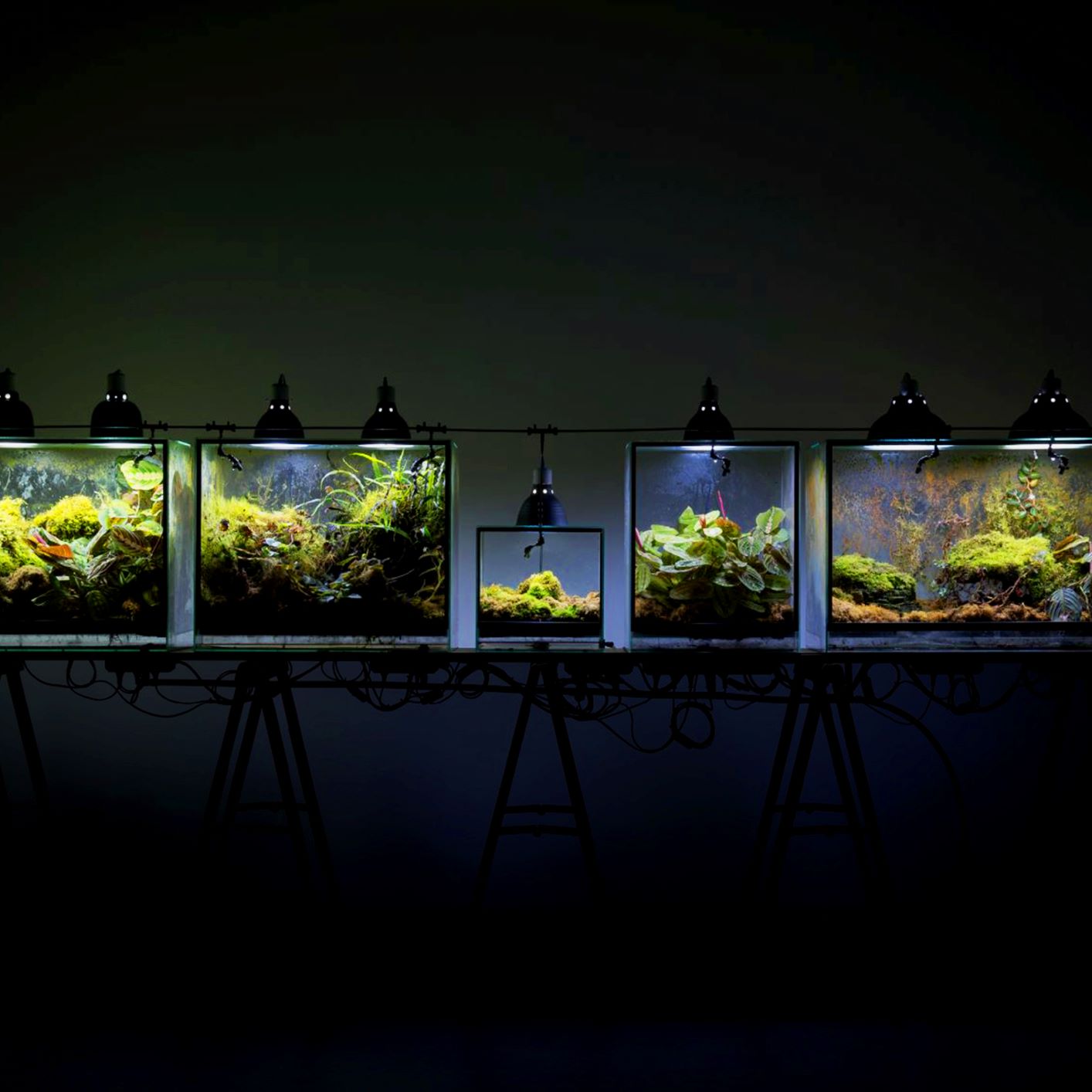 יער יתיק עתידי, 2018, צמחים בסכנת הכחדה באמזונס. צילום: אולגה קיסלבה. מוזאון הנגב לאמנות