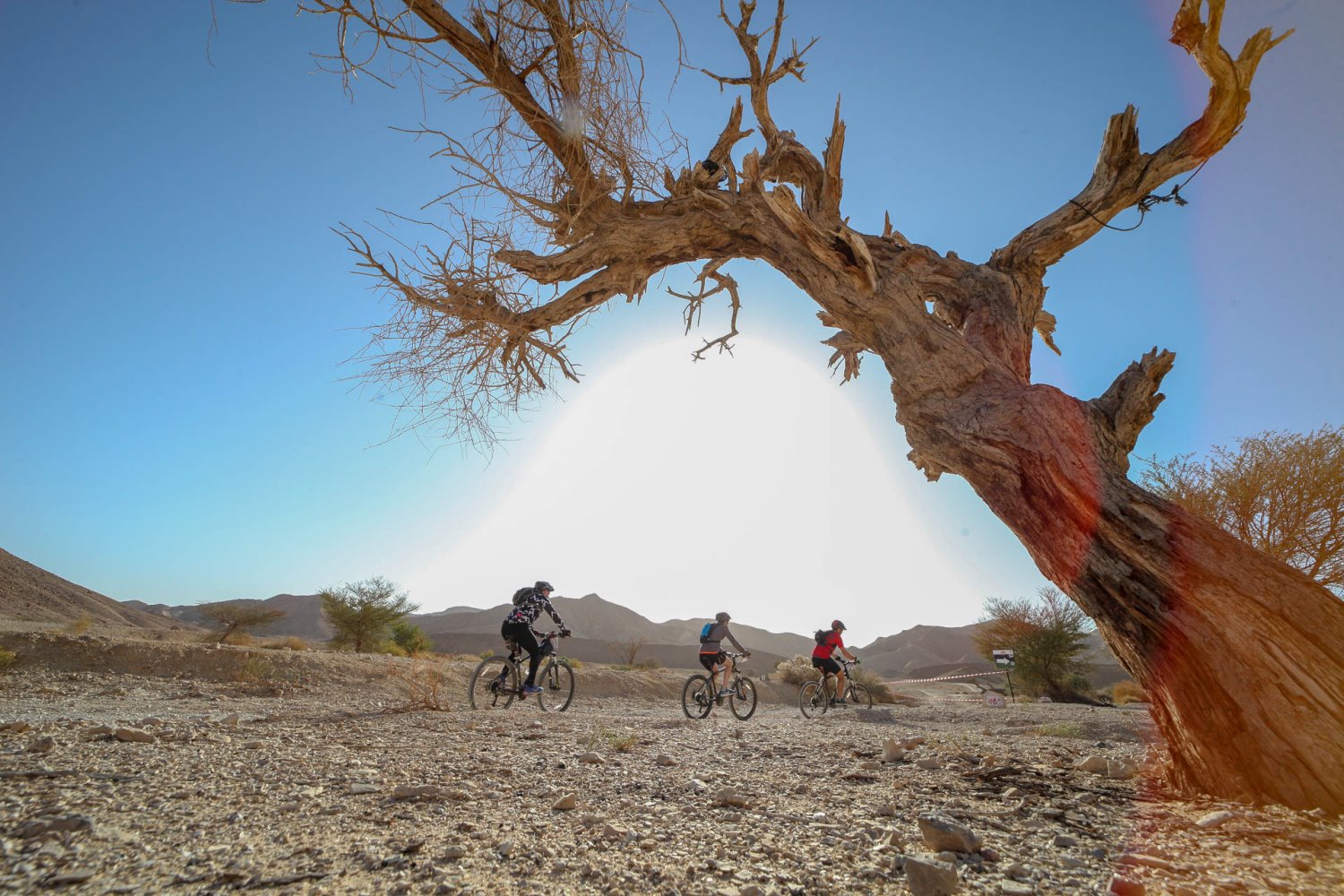 צילום: רונן טופלברג 