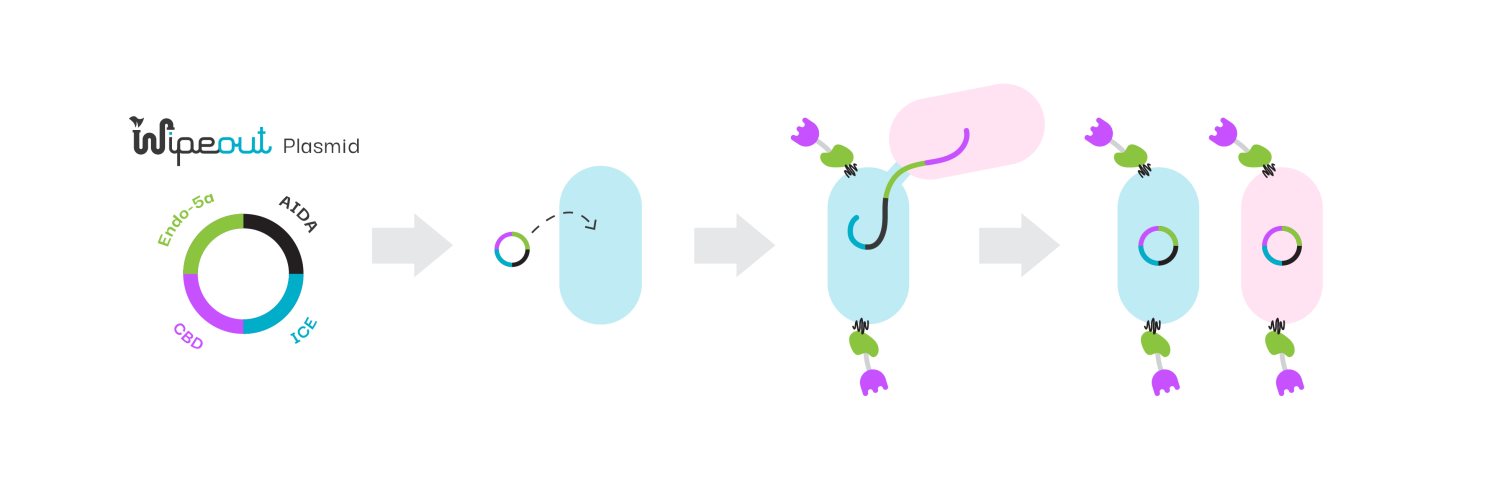באיור: שיטת הפצת הפלסמיד וביטויו בחיידקים אחרים באמצעות מערכת העברת הגנים הוריזונטלית (ICE).