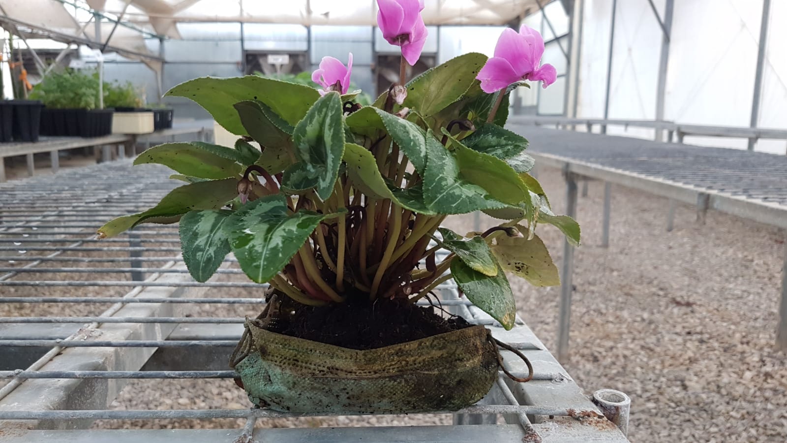 עציצים ממסכות - קרדיט: פבלו צ׳רקסקי משתלת קק״ל