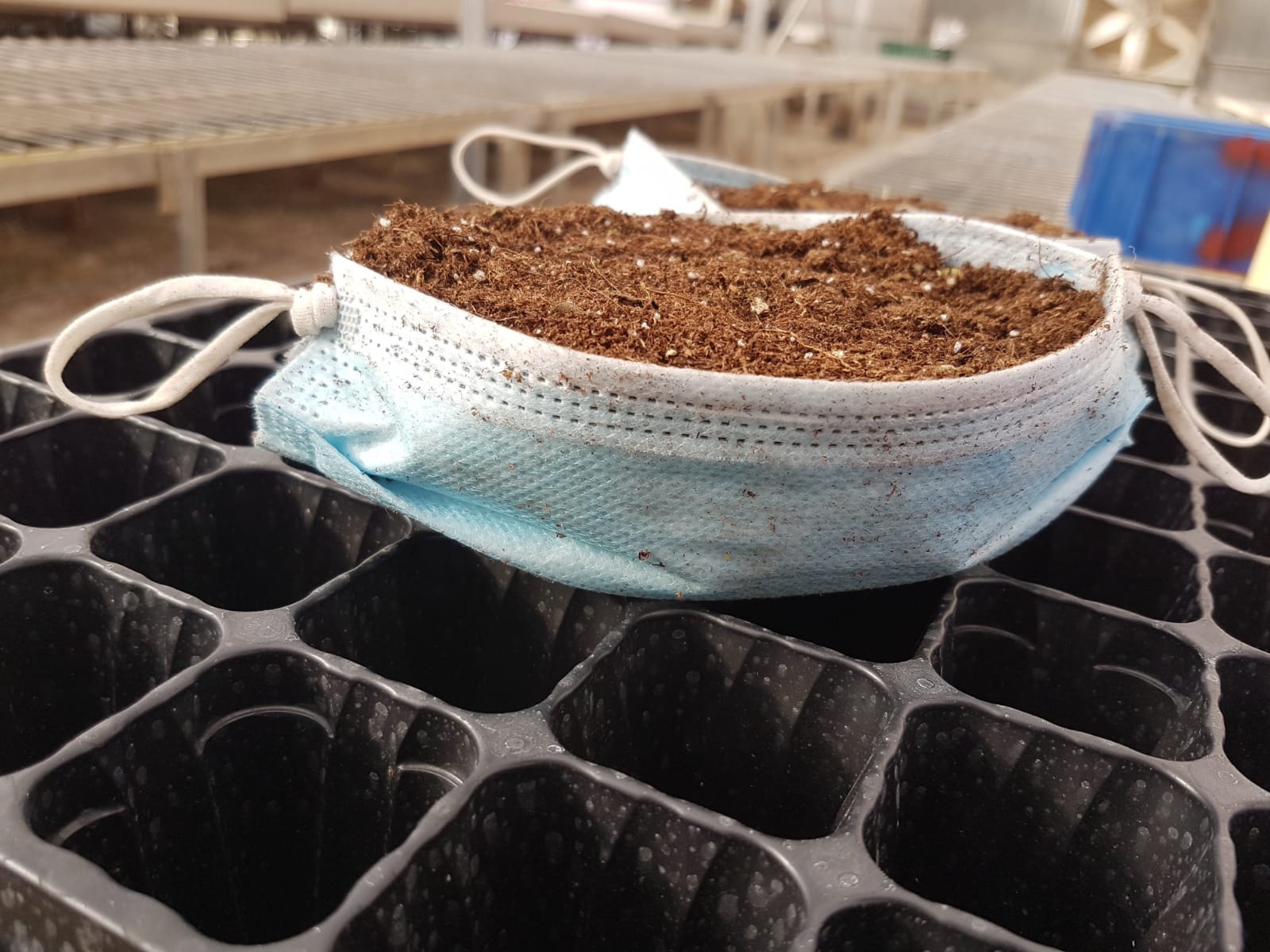 עציצים ממסכות - קרדיט: פבלו צ׳רקסקי משתלת קק״ל