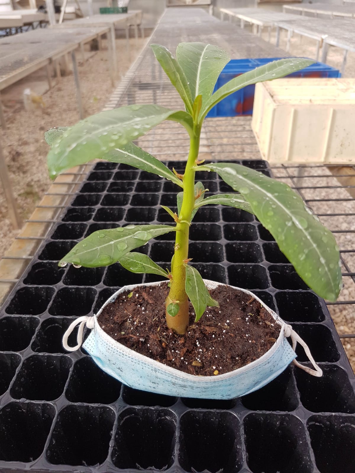 עציצים ממסכות - קרדיט: פבלו צ׳רקסקי משתלת קק״ל