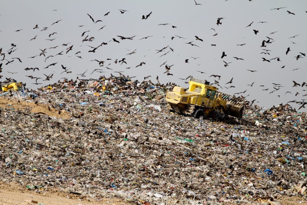 דיות באתר דודאים - צילום נתי מולכו