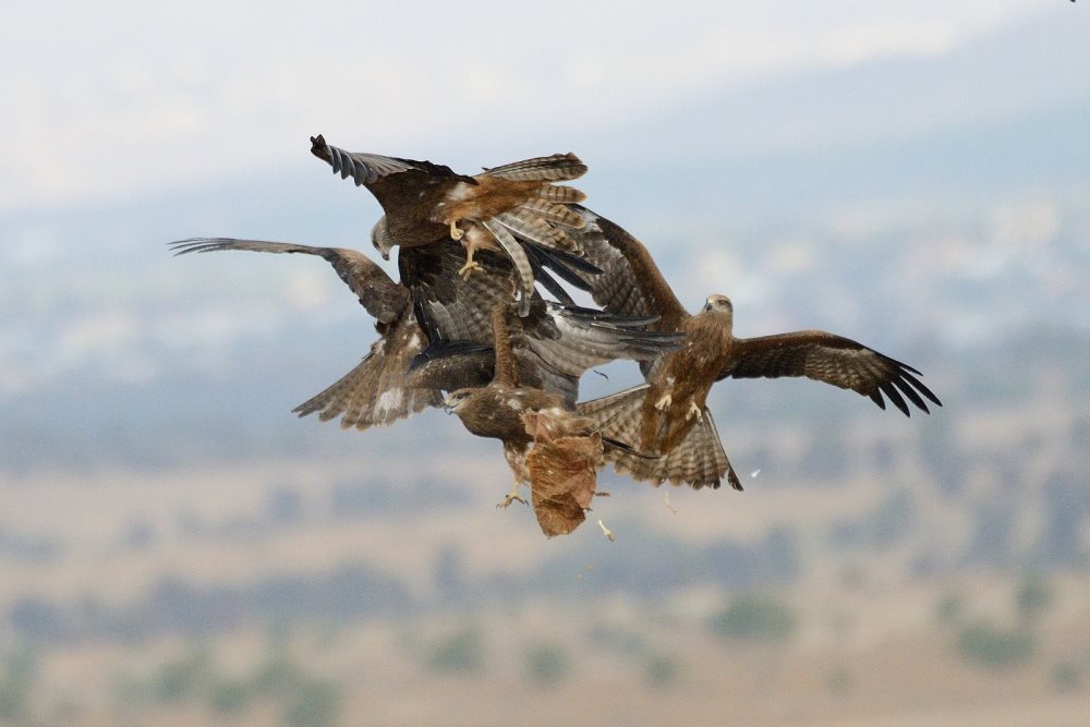דיות בדודאים - צילום דניאל ברקוביץ'
