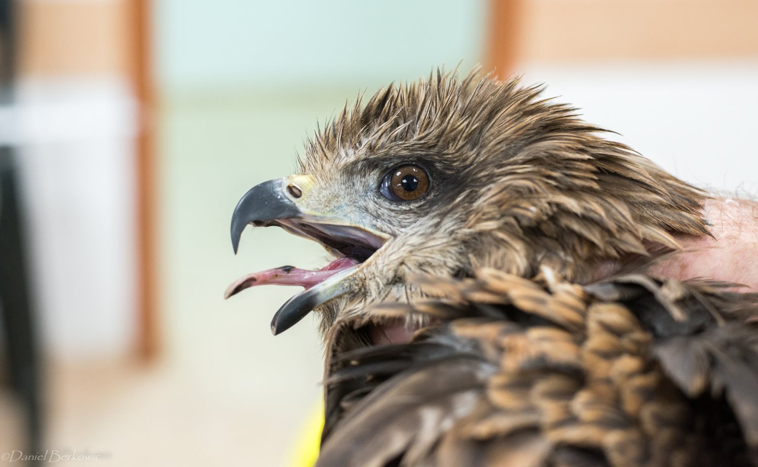 דיה XA8 - צילום דניאל ברקוביץ 