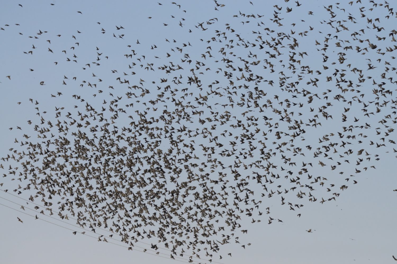 דיות בשמי דודאים - צילום דניאל ברקוביץ 