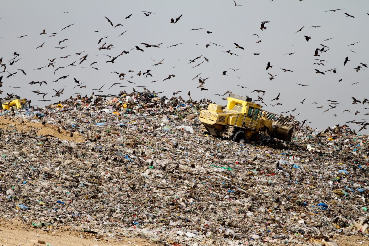 דיות באתר דודאים - צילום נתי מולכו