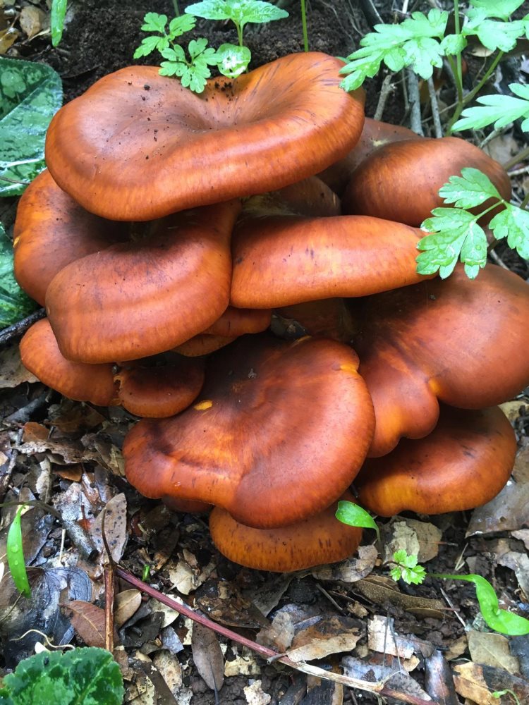 טבורית הזית (Omphalotus olearius). צילום: דר' דליה לוינסון