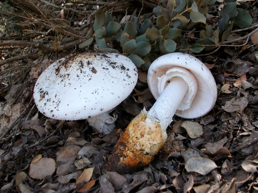 אמנית משוערת (Amanita proxima). צילום: דר' דליה לוינסון