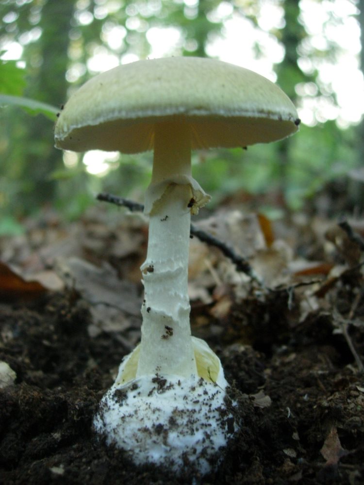 אמנית המוות ( Amanita phalloides). צילום: דר' אפרים לוינסון