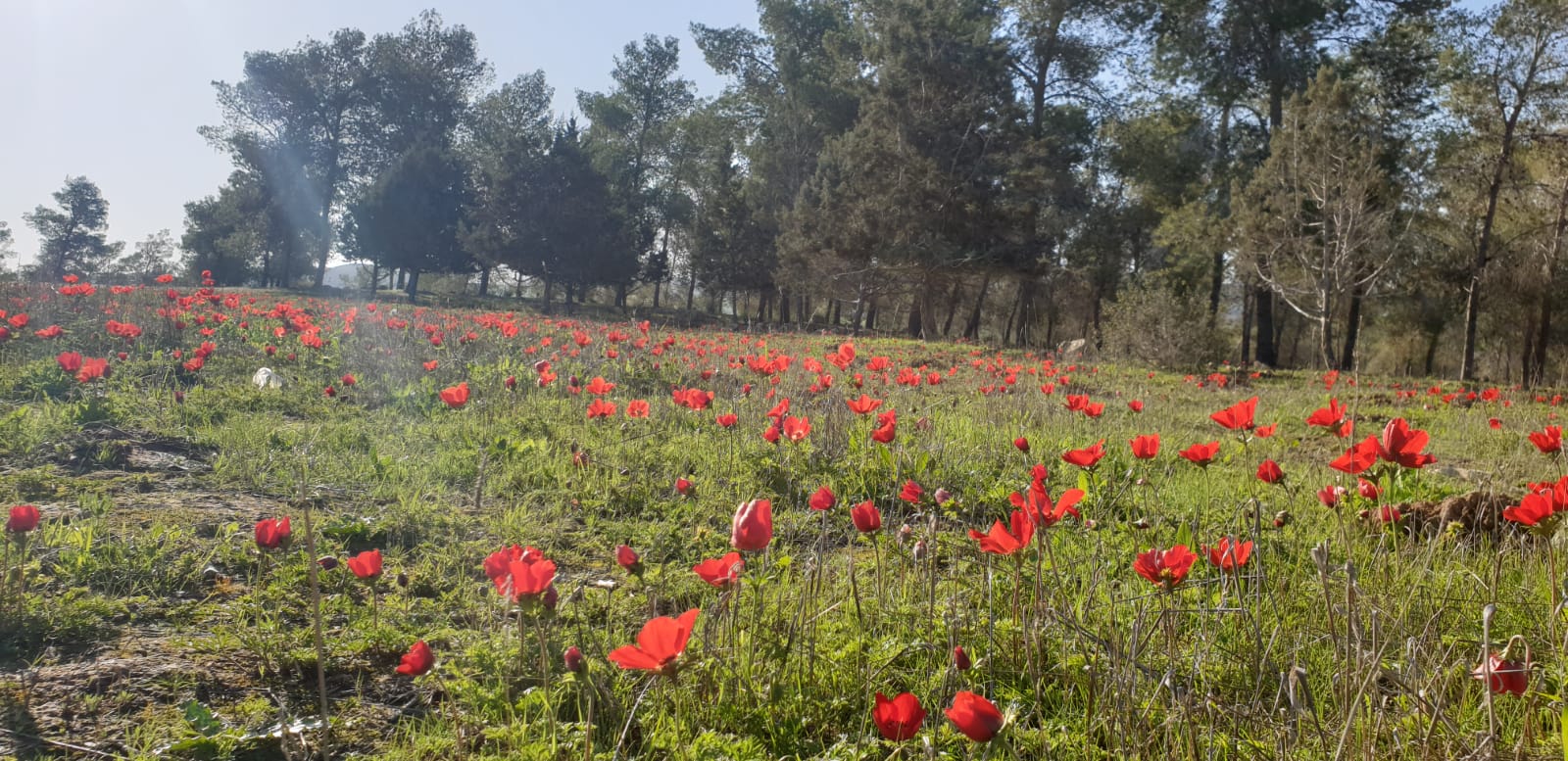 קרדיט: אודי נתן, תיירות בני שמעון