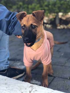 מרחיבים את המשפחה