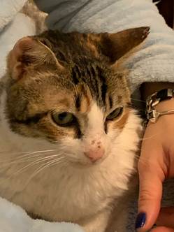 מרחיבים את המשפחה