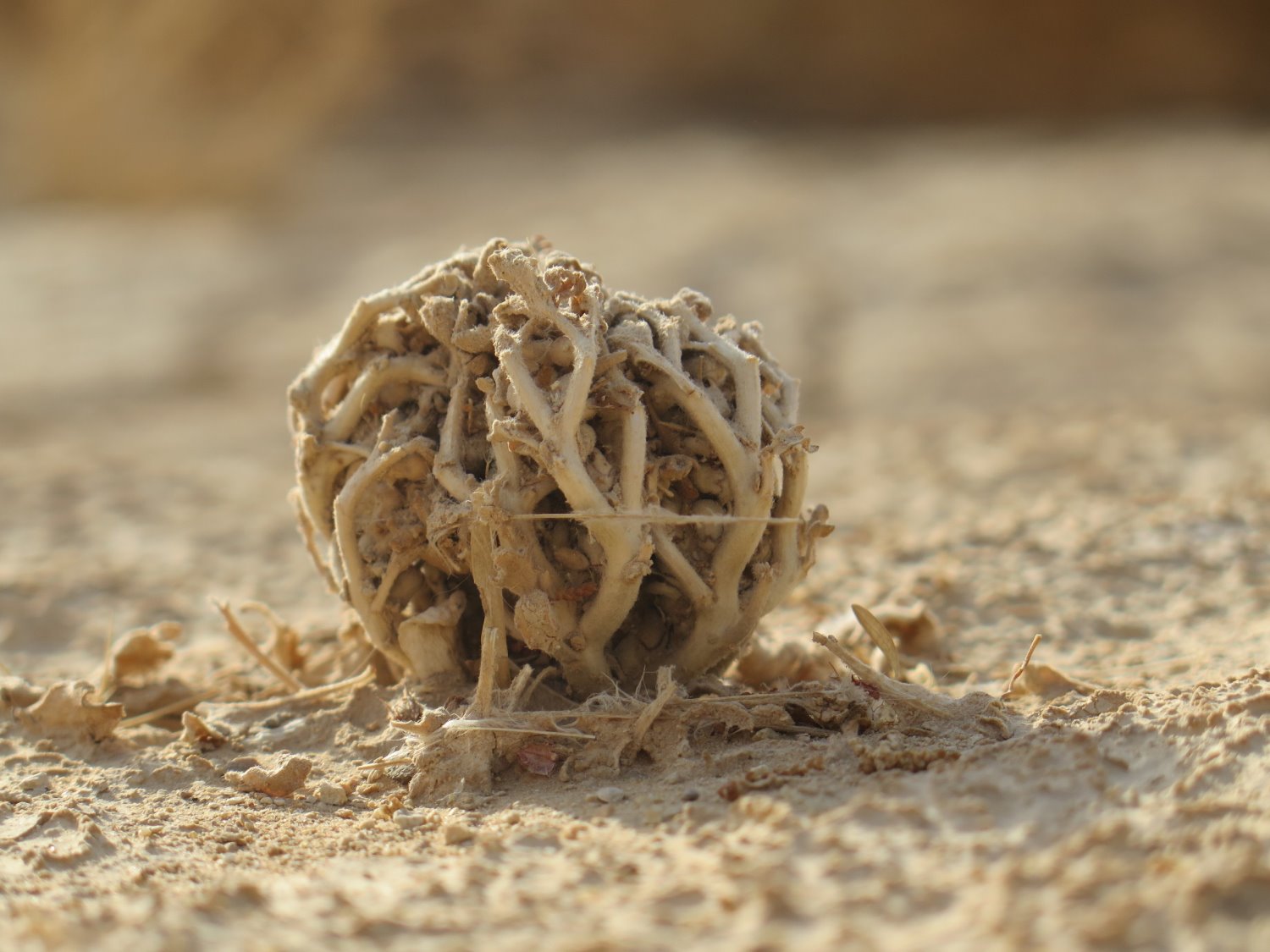 צילום בוזי רביב