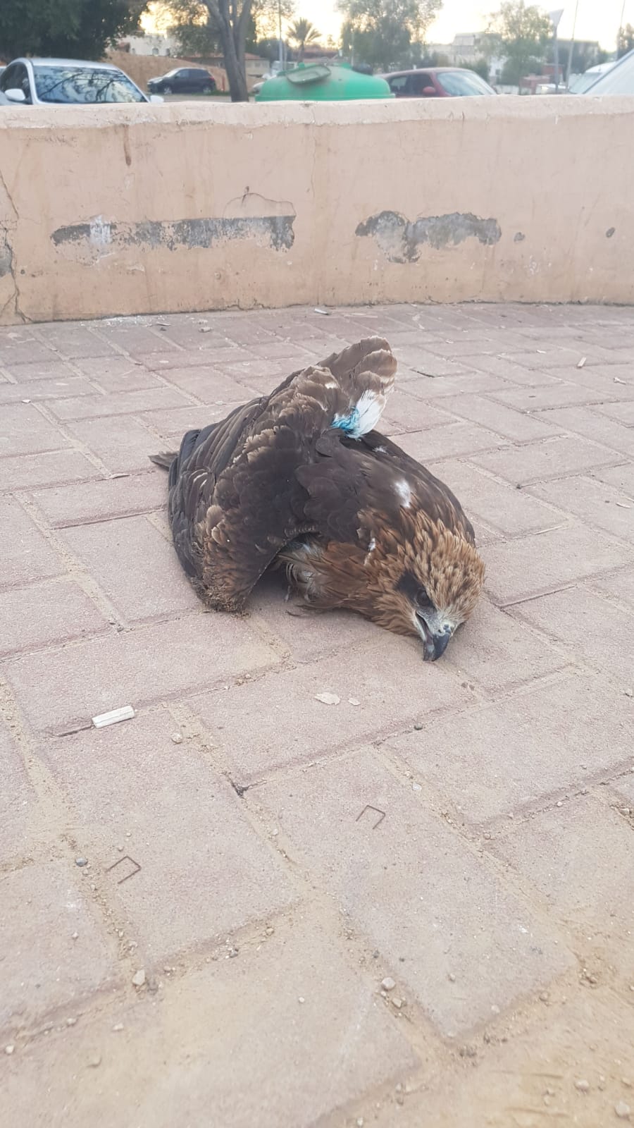 צילום באדיבות משטרת ישראל