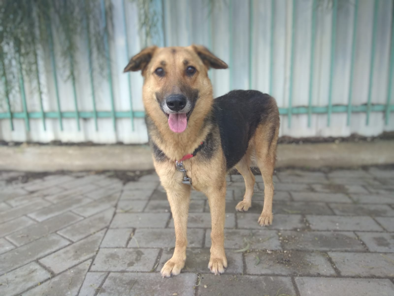 זוגו, רועה מעורבת, מחוסנת ומעוקרת, מחכה לאימוץ. קרדיט: מתנדבי עמותת ב"ש אוהבת חיות