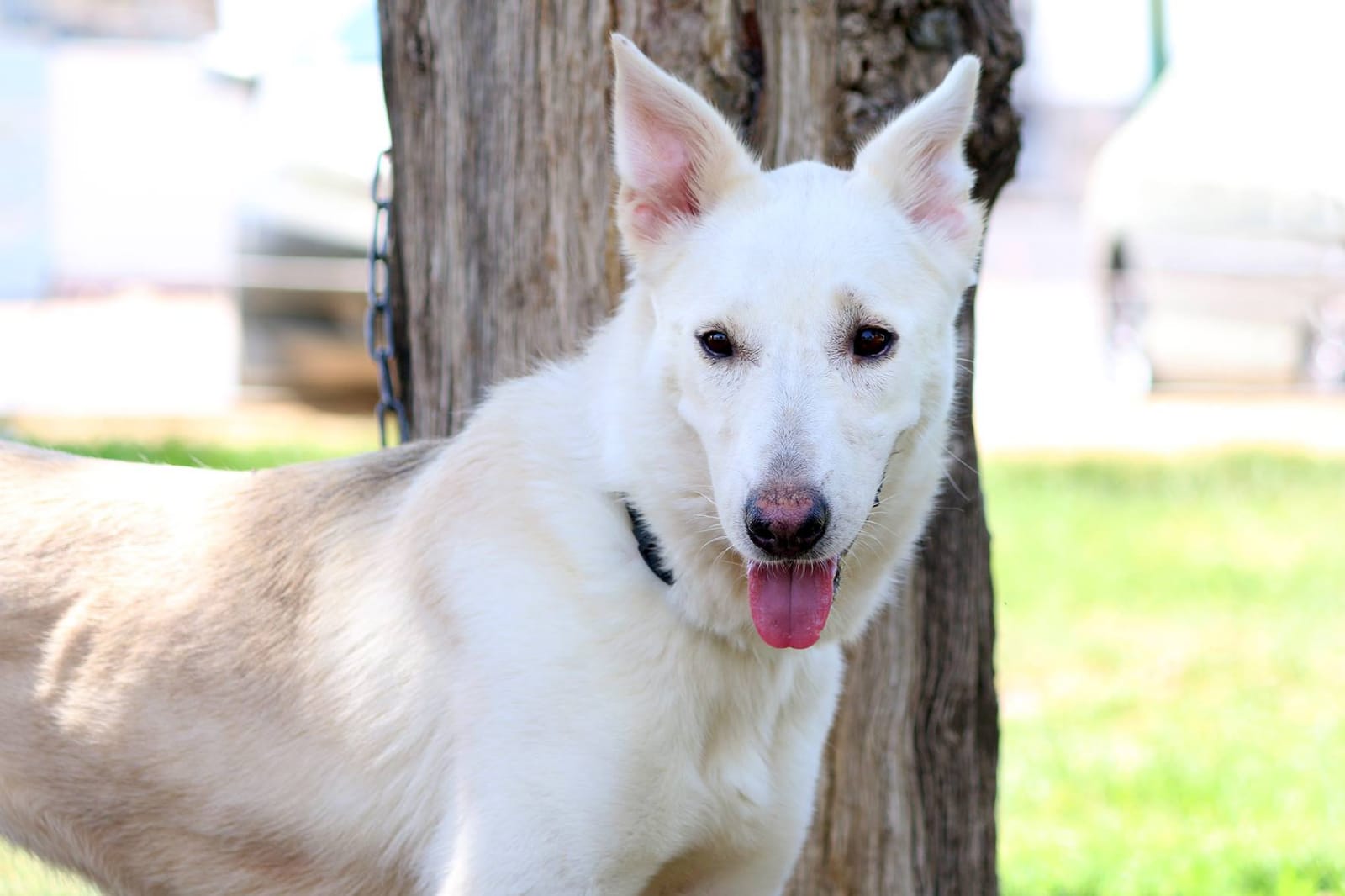 ברזני, מסתדרת עם כלבים ואנשים, תשמח לבית עם עוד כלב. קרדיט: מתנדבי עמותת ב"ש אוהבת חיות