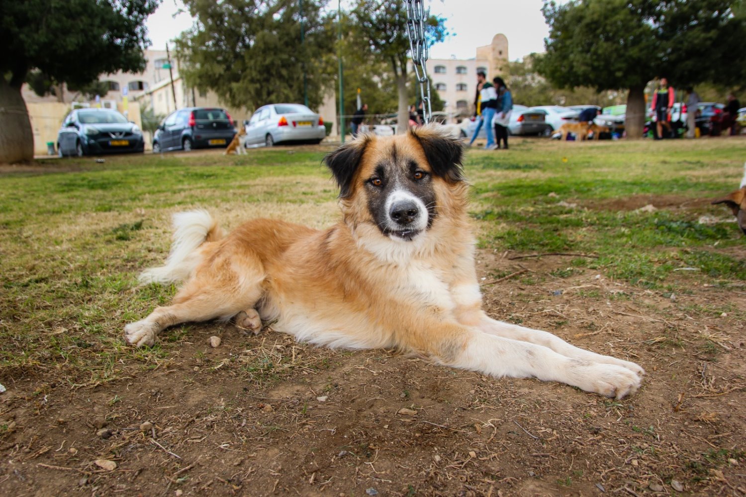 קרדיט: מתנדבי עמותת ב"ש אוהבת חיות