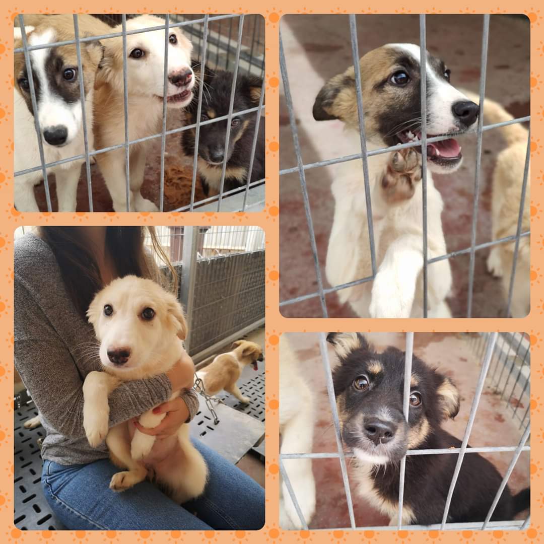 קשיו, בוטן, מוסקט ומלך, מחכים לאימוץ. קרדיט: מתנדבי עמותת ב"ש אוהבת חיו