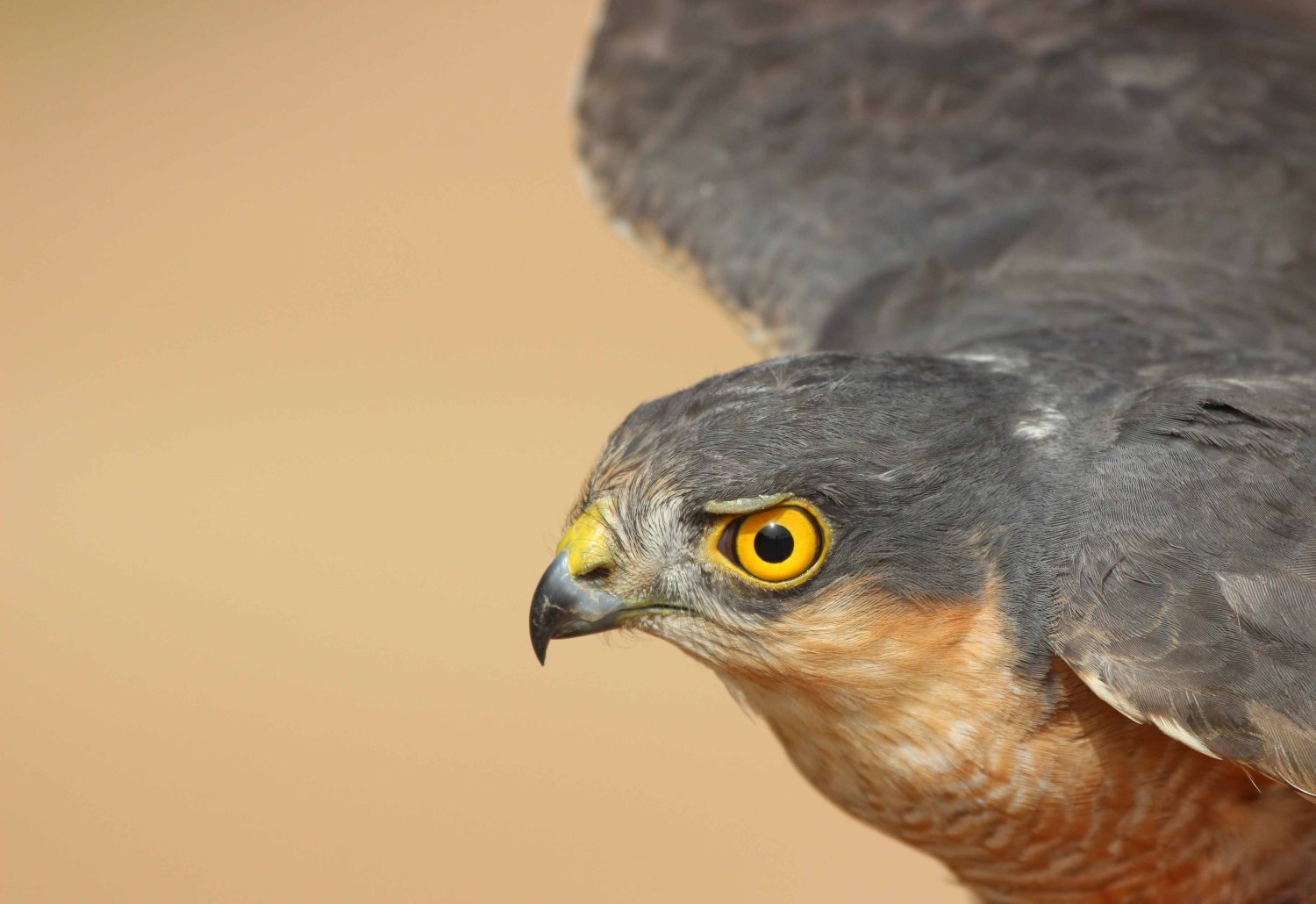 קרדיט נועם וייס