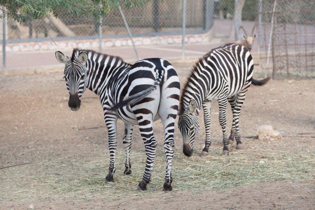 באדיבות חברת כיוונים
