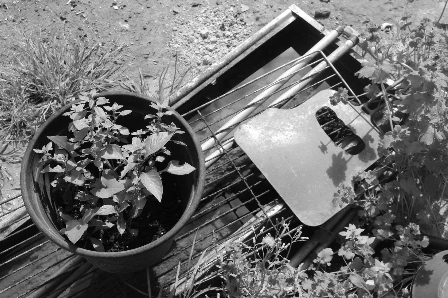 צילום לי נגאוקר