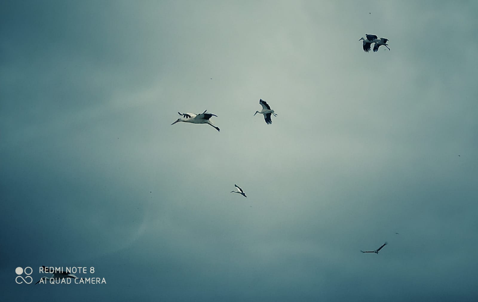 חסידות בדודאים - צילום חזי נקש